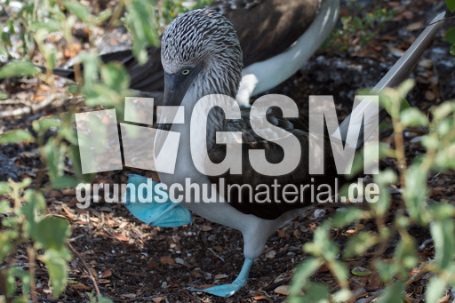 Blaufußtölpel (6).jpg